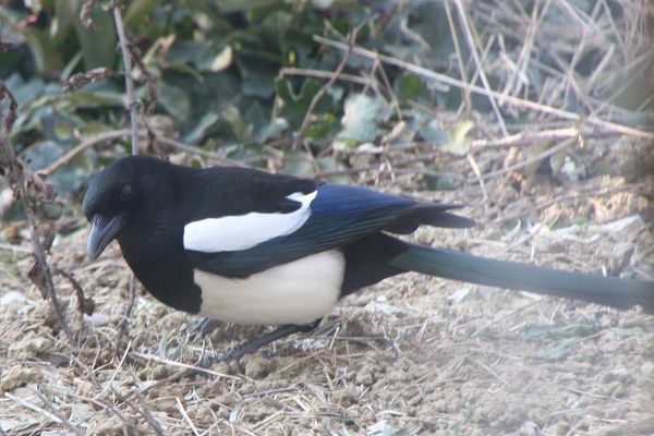 7fev2012-pie-016a.jpg