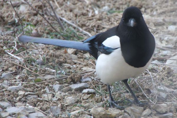 7fev2012-pie-018a.jpg