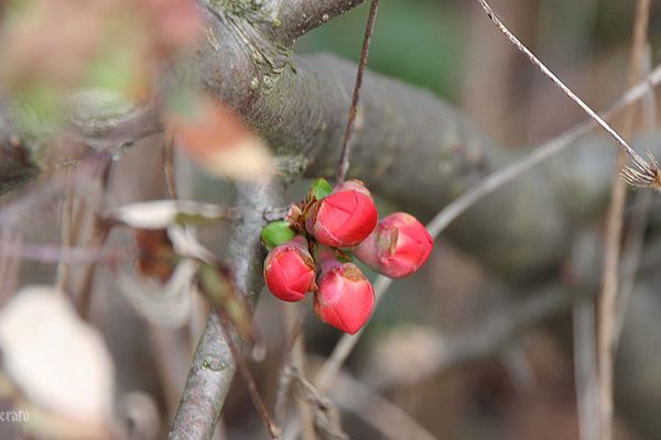 10mars2012--fleurs-printemps-023a.jpg