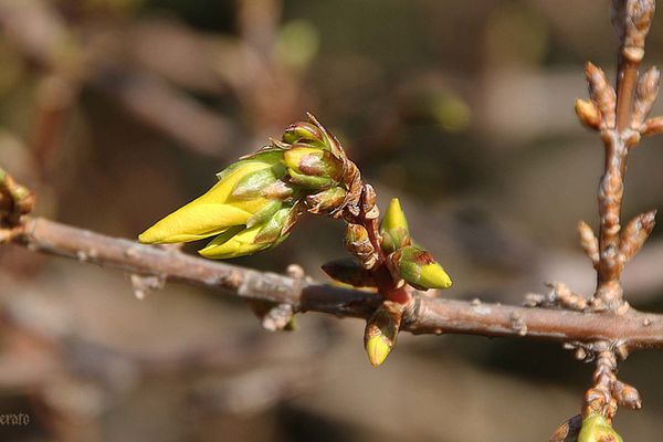 10mars2012--fleurs-printemps-035a.jpg