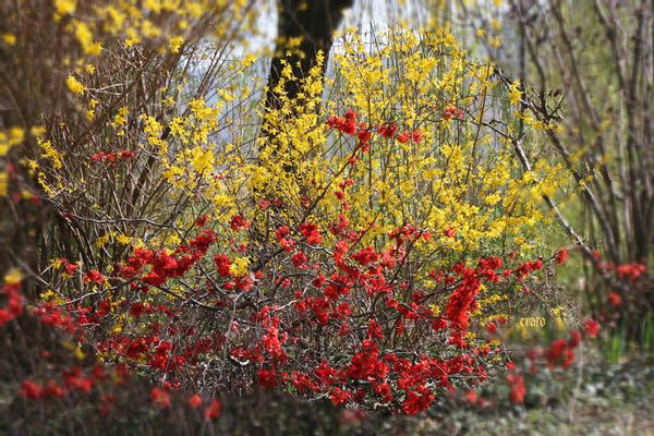 25mars2012--jardin-004a.jpg