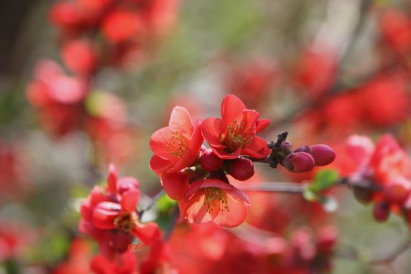 25mars2012--jardin-005a-copie-1.jpg