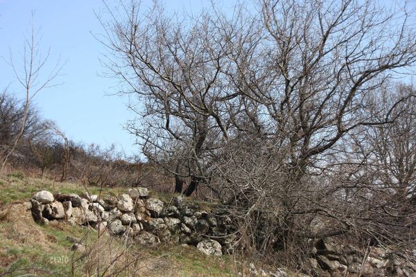 22mars2012-Plateau-ardechois-091a-copie-1.jpg