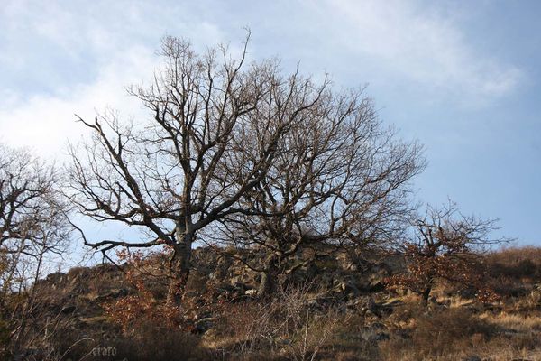 22mars2012-Plateau-ardechois-174a.jpg