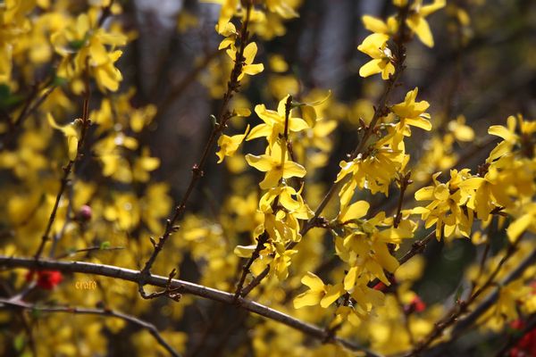 25mars2012--jardin-010a.jpg