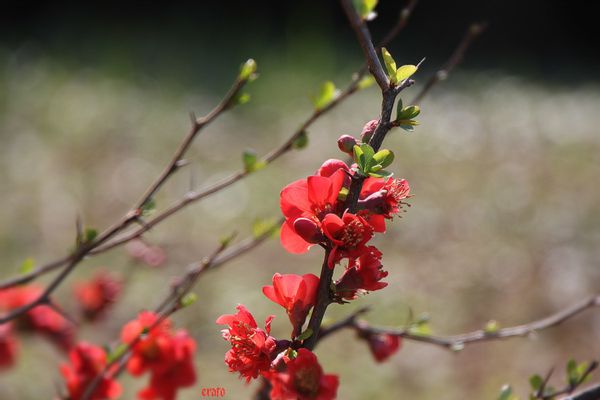 25mars2012--jardin-011a.jpg