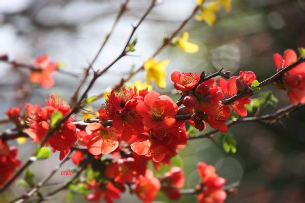 25mars2012--jardin-014a.jpg
