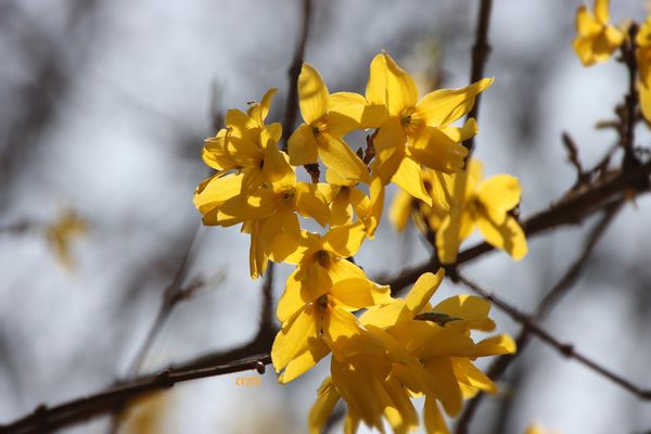25mars2012--jardin-015a.jpg