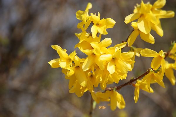 25mars2012--jardin-022a.jpg