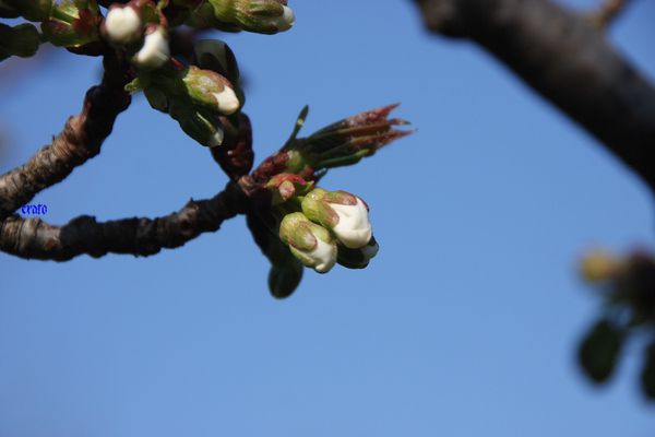 26mars2012--fleurs-cerisier---feuilles-noisetiers-047a.jpg