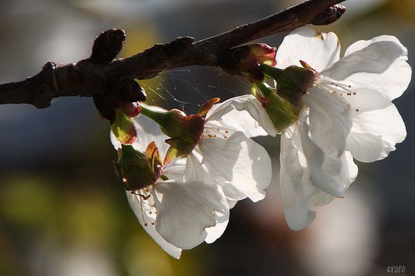 2avril2012-fleurs-printemps-057a.jpg