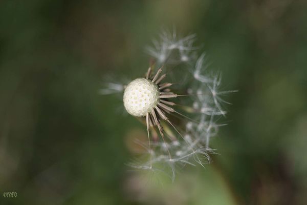 5avril2012---fleurs-043a.jpg