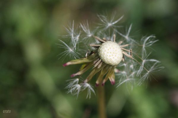 5avril2012---fleurs-045a.jpg