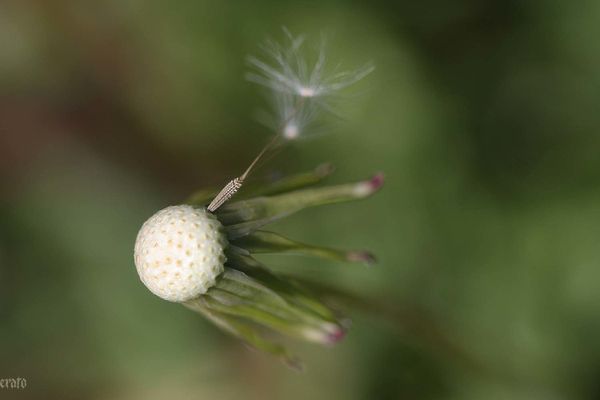 5avril2012---fleurs-049a.jpg