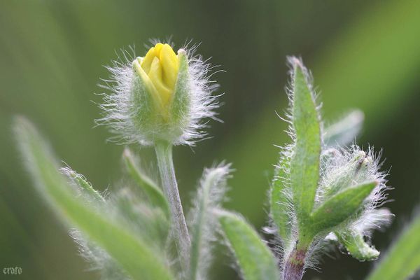 27avril2012---fleurs-087a.jpg