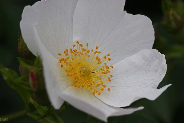 12mai2012-fleurs-011a.jpg