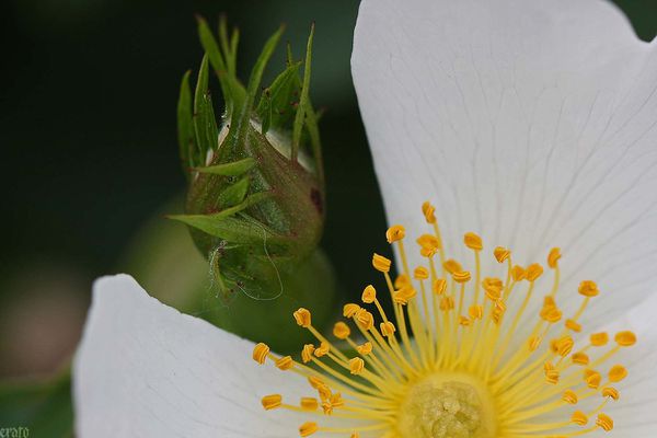 12mai2012-fleurs-012a.jpg