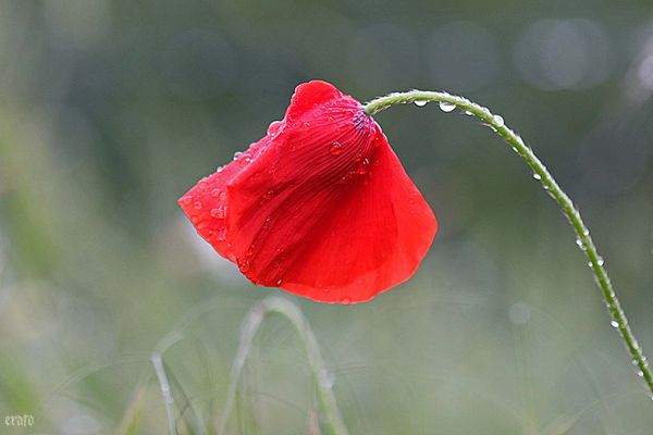 20mai2012-pluie-024a.jpg