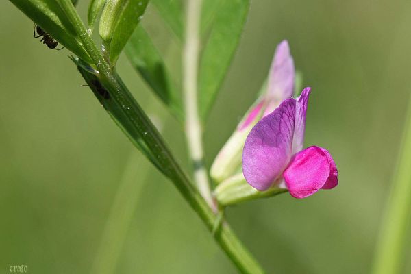 26mai2012--fleurs-009a.jpg