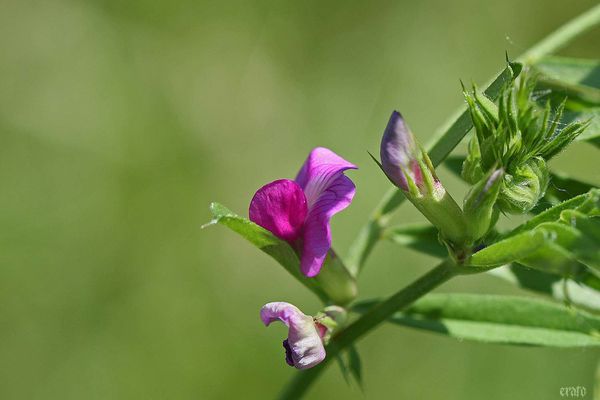 26mai2012--fleurs-014a.jpg