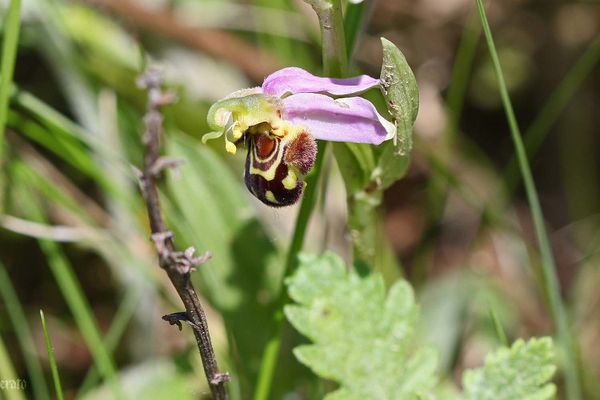 26mai2012--fleurs-002a.jpg