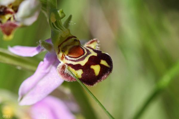 26mai2012--fleurs-005a.jpg