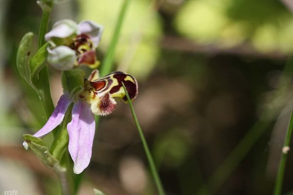 26mai2012--fleurs-007a.jpg