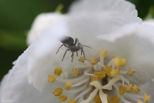 30mai2012--fleurs-016a.jpg