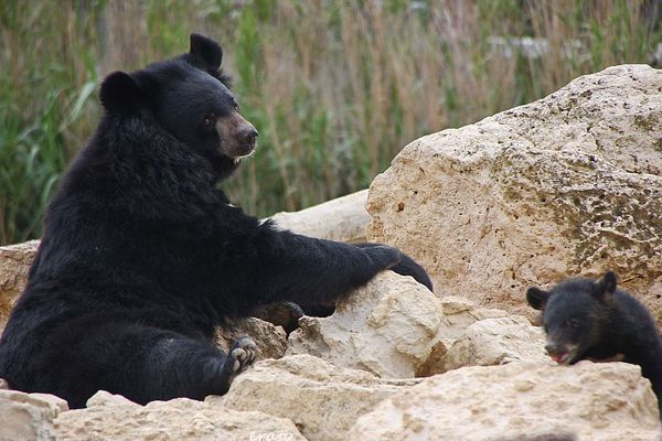 16juin2012---Sigean-103a.jpg