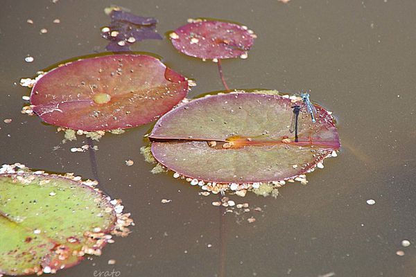 20-juin-2012---Jardin-aux-plantes-parfumees-Limoux-197a.jpg