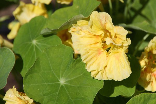 20 juin 2012 - Jardin aux plantes parfumées Limoux 239a