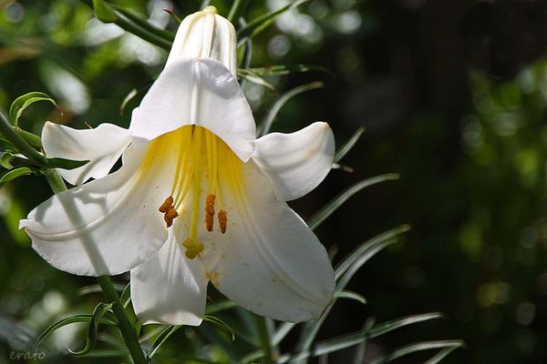 20-juin-2012---Jardin-aux-plantes-parfumees-Limoux-277a.jpg