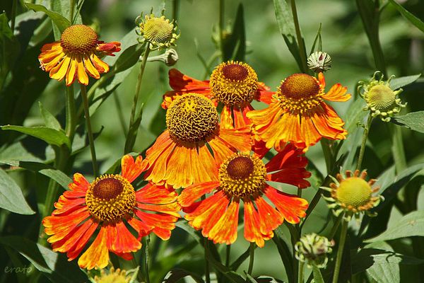 20-juin-2012---Jardin-aux-plantes-parfumees-Limoux-062a.jpg