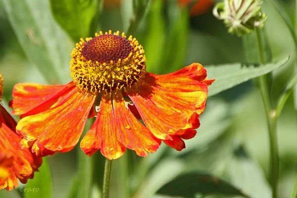 20-juin-2012---Jardin-aux-plantes-parfumees-Limoux-063a.jpg