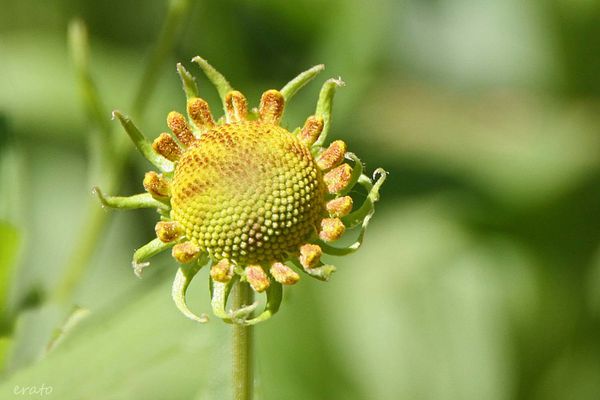 20-juin-2012---Jardin-aux-plantes-parfumees-Limoux-065a.jpg