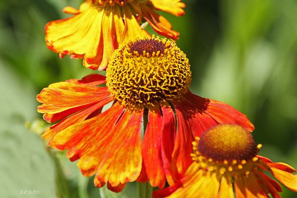 20-juin-2012---Jardin-aux-plantes-parfumees-Limoux-067a.jpg