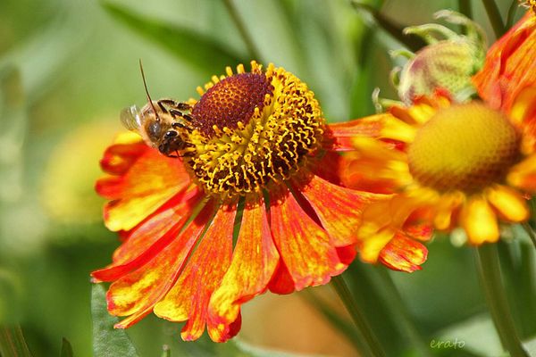 20-juin-2012---Jardin-aux-plantes-parfumees-Limoux-068a.jpg
