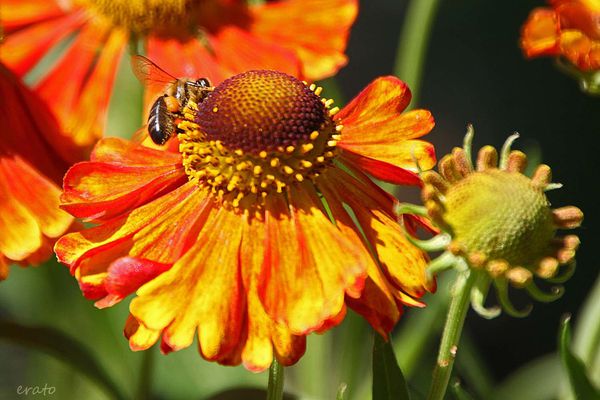 20-juin-2012---Jardin-aux-plantes-parfumees-Limoux-072a.jpg