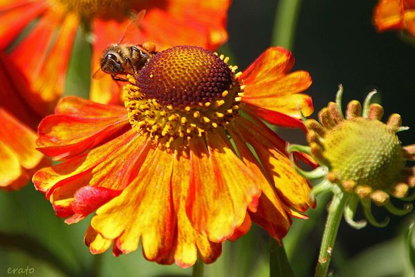 20-juin-2012---Jardin-aux-plantes-parfumees-Limoux-074a.jpg