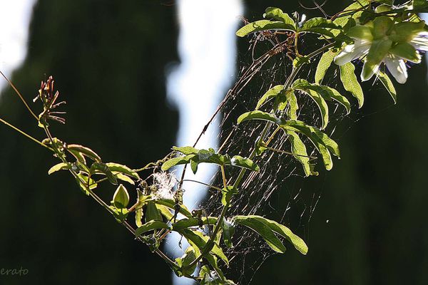 13juillet2012--passiflore-007a.jpg