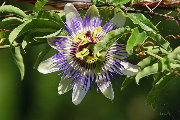 13juillet2012--passiflore-010a.jpg
