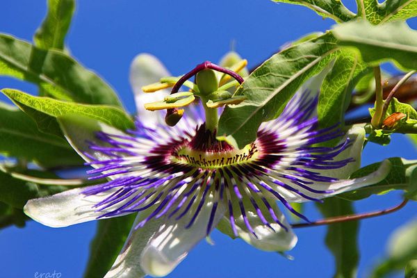 13juillet2012--passiflore-012a.jpg