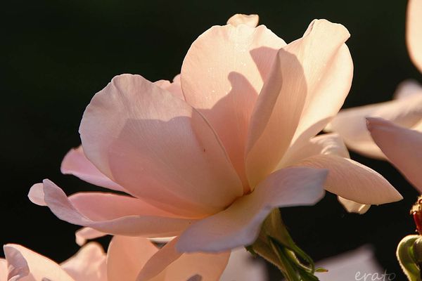 15juillet2012----roses-du-soir-014a.jpg