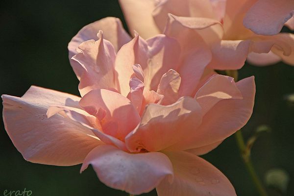 15juillet2012----roses-du-soir-019a.jpg
