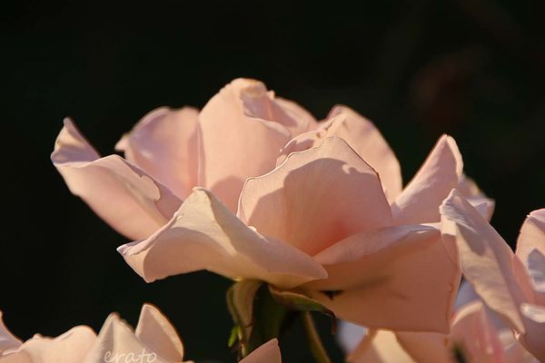 15juillet2012----roses-du-soir-021a.jpg
