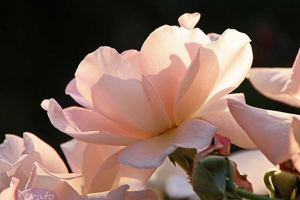 15juillet2012----roses-du-soir-023a.jpg