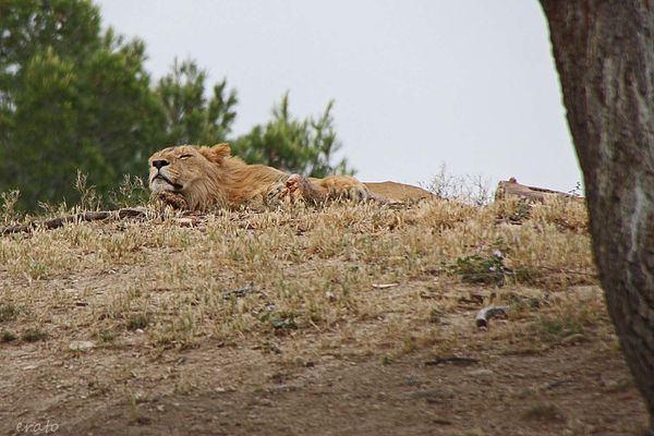 16juin2012---Sigean-170a.jpg