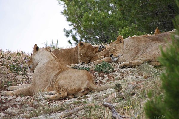 16juin2012---Sigean-176a.jpg