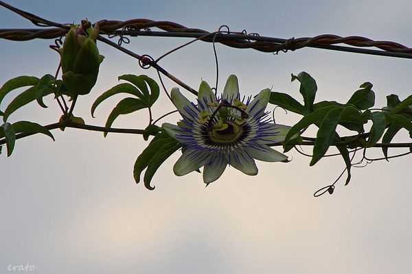 4juillet2012--papillon--clematite---champignon-014a.jpg