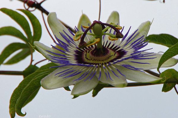 4juillet2012--papillon--clematite---champignon-016a.jpg